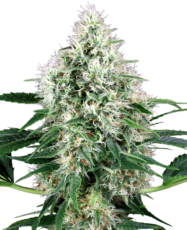 Auto Pure Power Plant (Feminisiert) Sensi Seeds