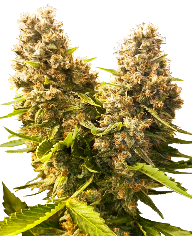 Auto Banana Kush Cake (Feminisiert) Sensi Seeds