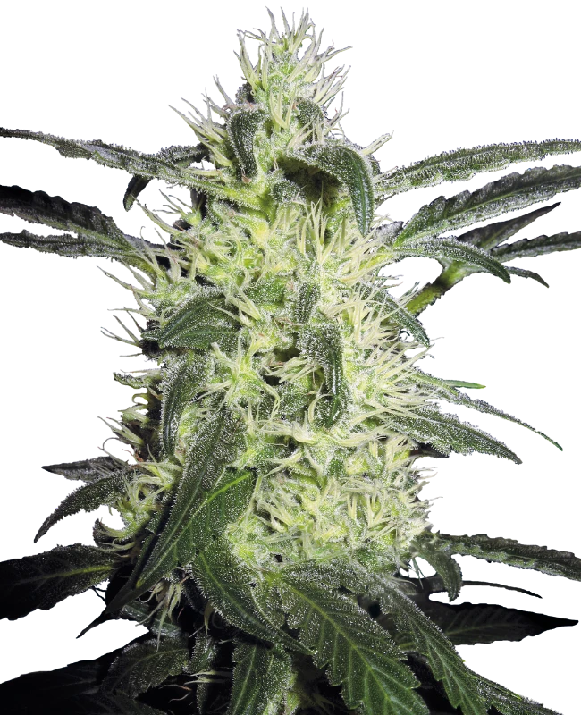 Silver Haze Feminisiert Sensi Seeds