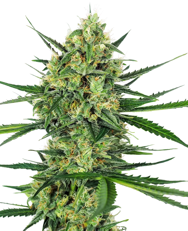 Tangerine Sugar Feminisiert Sensi Seeds