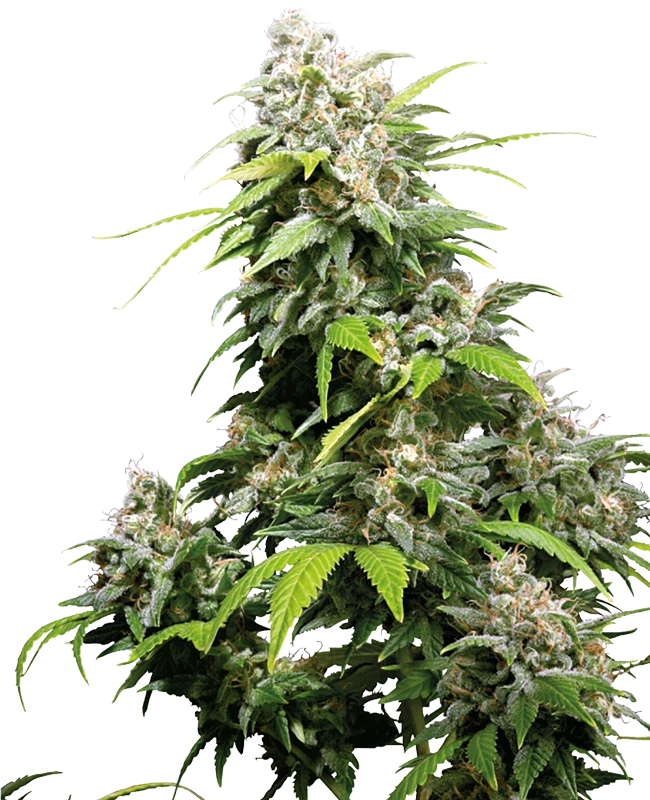 California Indica Feminisiert Sensi Seeds