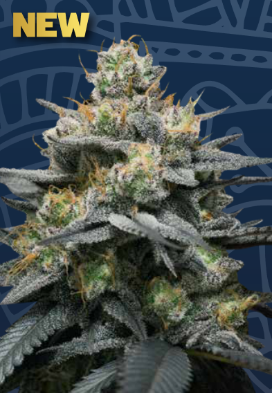 Auto Kush Mints (Feminisiert) Super Strains