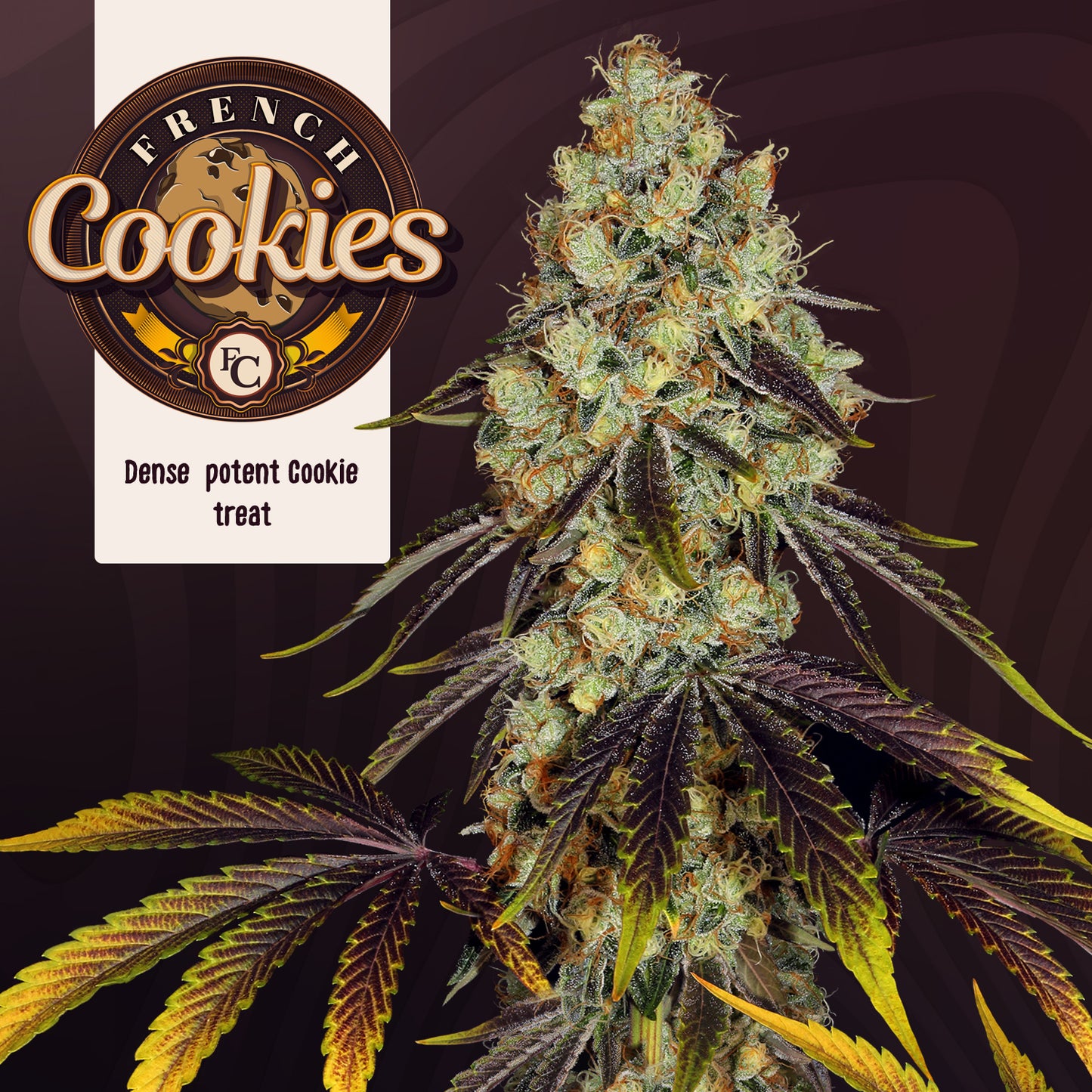 French Cookies Feminisiert T.H.Seeds™