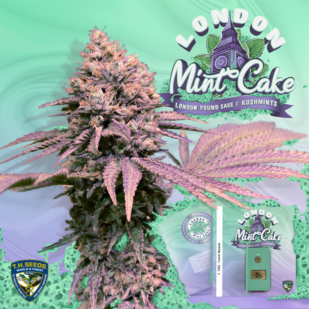 London Mint Cake Feminisiert T.H.Seeds™
