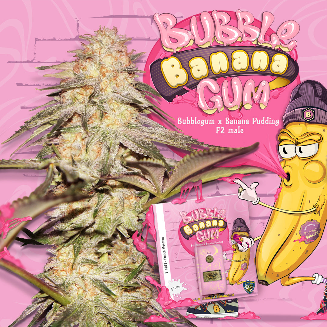 BubbleBananaGum Feminisiert T.H. Seeds™