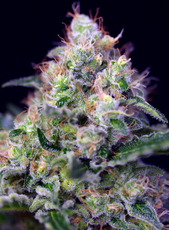 Cream Caramel® Feminisiert Sweet Seeds