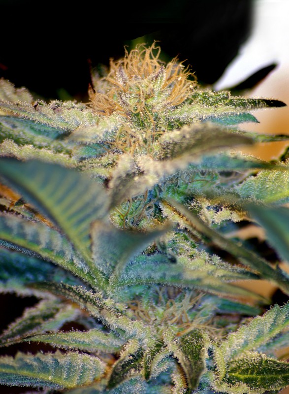 Mohan Ram® Feminisiert Sweet Seeds