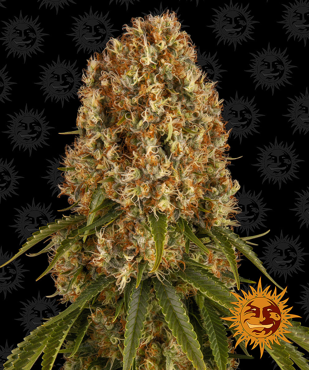 Orange Sherbert Barney's Farm