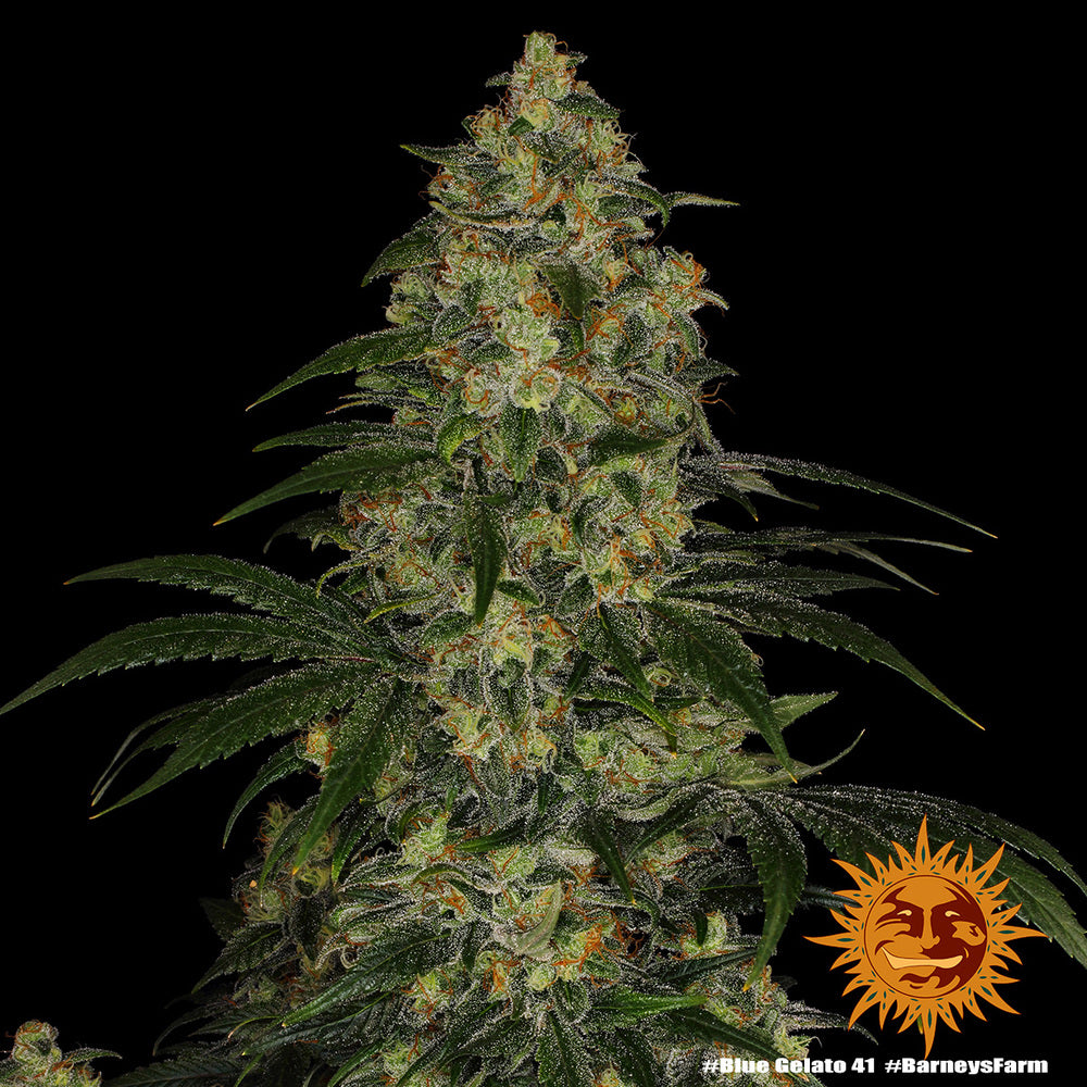 Blue Gelato 41 Feminisiert Barney's Farm
