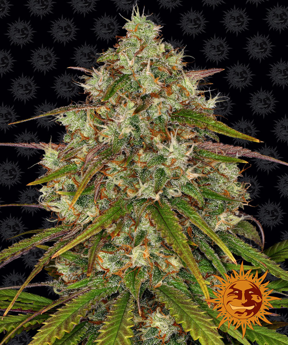 Liberty Haze Feminisiert Barney's Farm