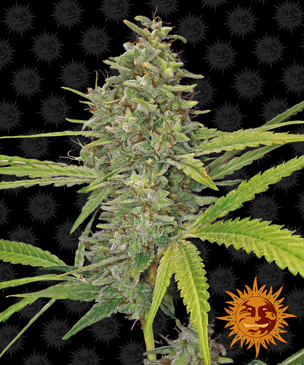 G13 Haze Feminisiert Barney's Farm