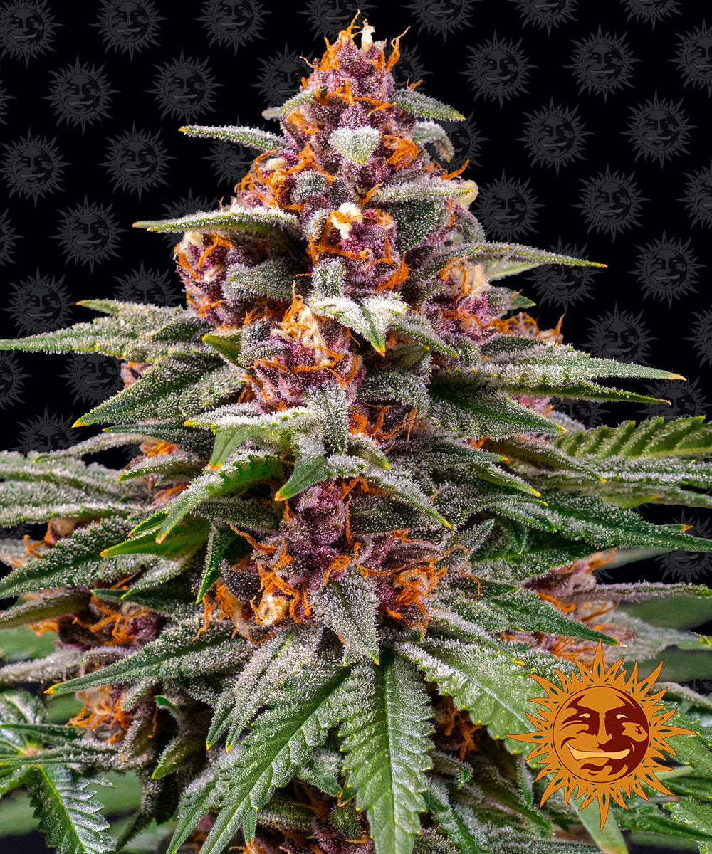 Auto Runtz (Feminisiert) Barney's Farm