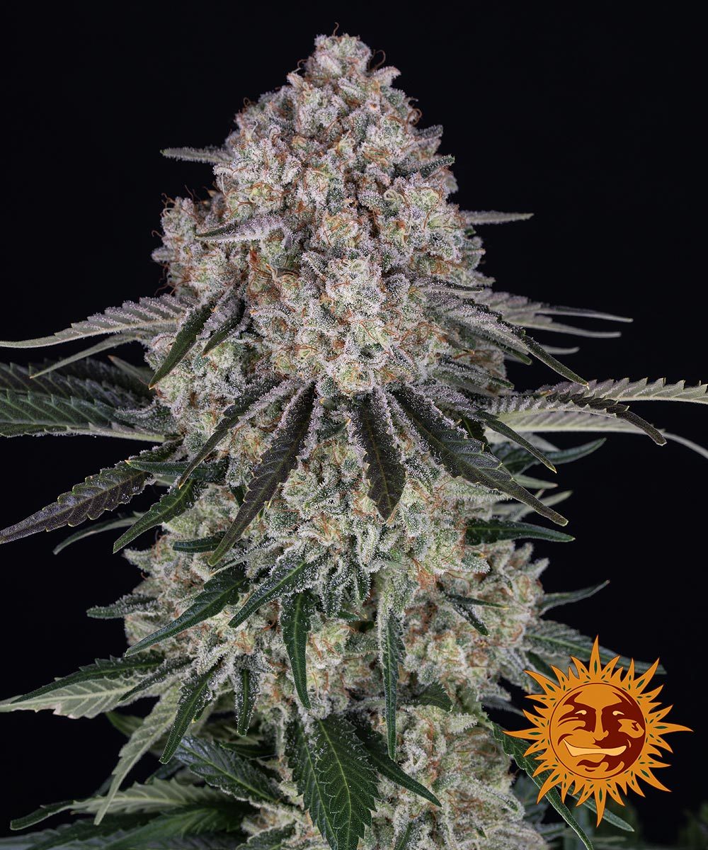 Auto Sour Diesel (Feminisiert) Barney's Farm