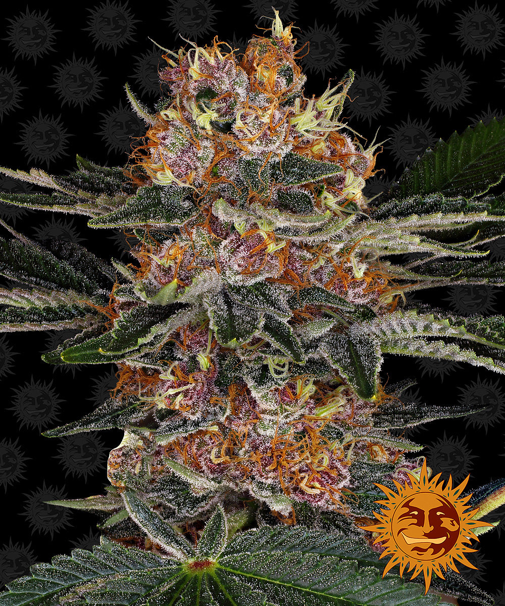 Auto Purple Punch (Feminisiert) Barney's Farm