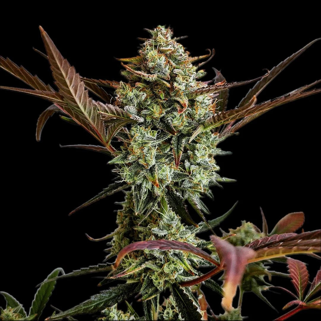 Auto Ztrawberriez (Feminisiert) Fast Buds