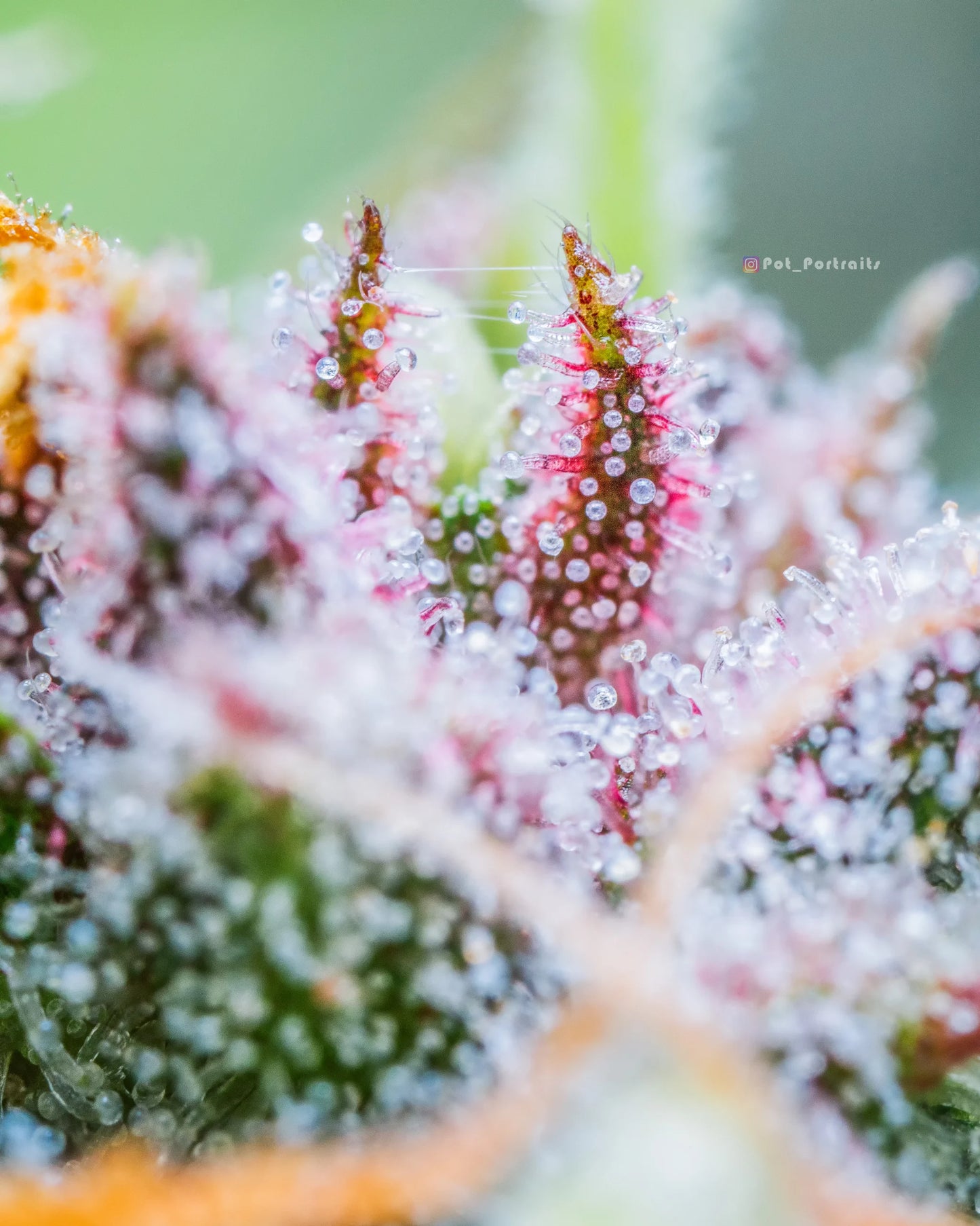 Auto Strawberry Pie (Feminisiert) Fast Buds