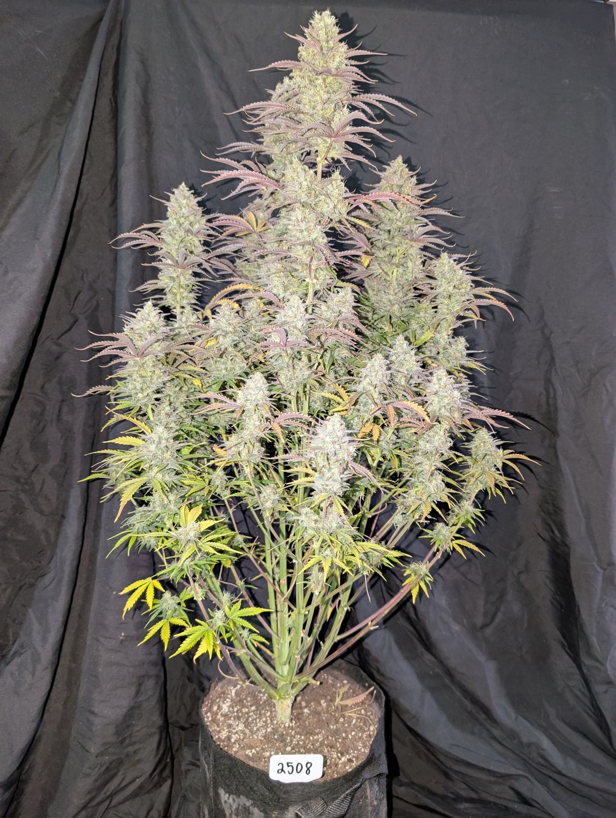 Auto Z-Up (Feminisiert) Fast Buds
