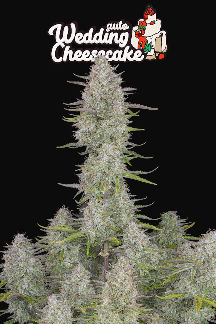 Auto Wedding Cheesecake (Feminisiert) Fast Buds