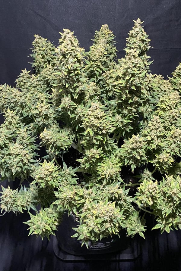 Auto Sour Jealousy™ (Feminisiert) Fast Buds