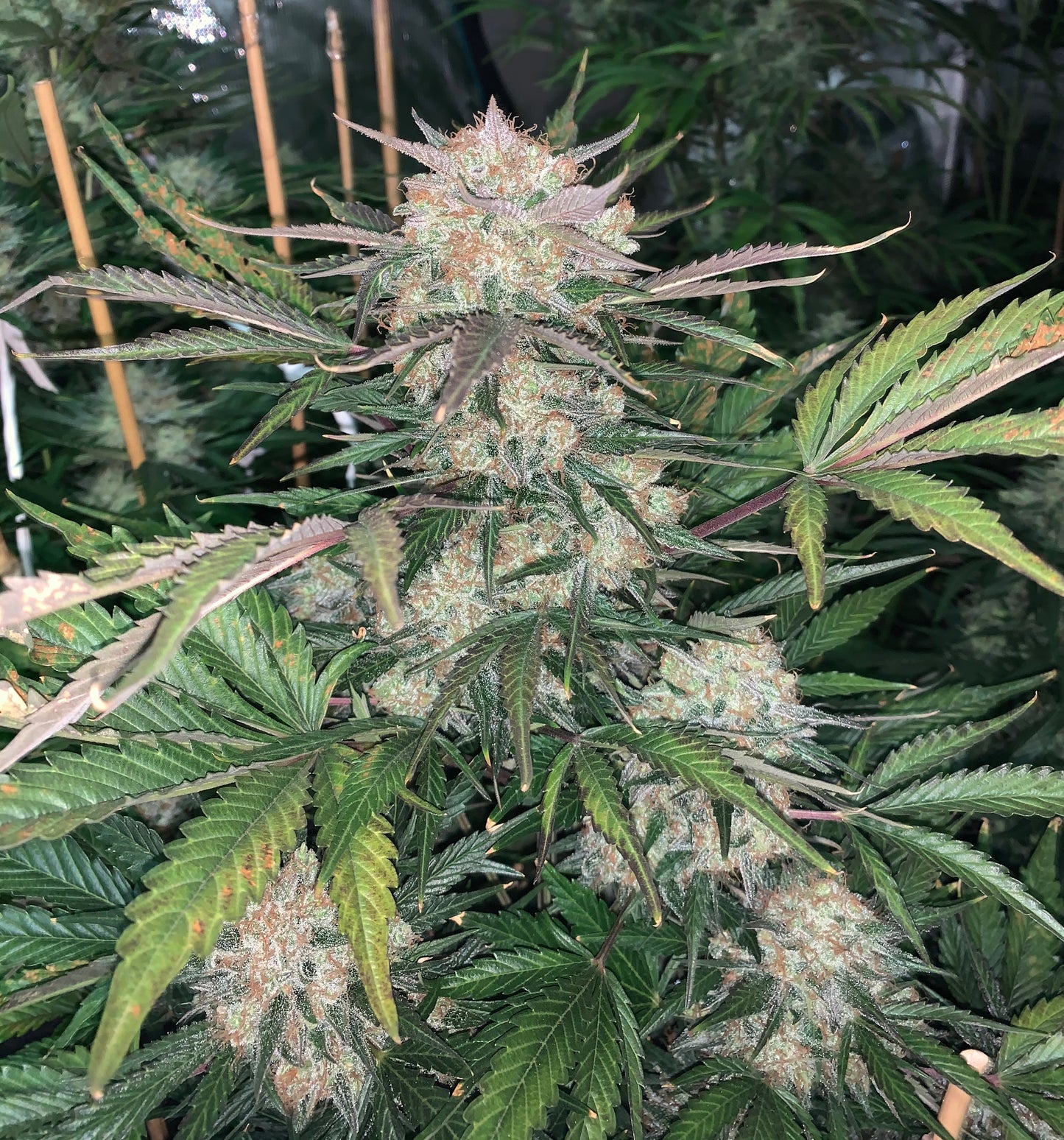 Auto Original BubbleGum (Feminisiert) Fast Buds
