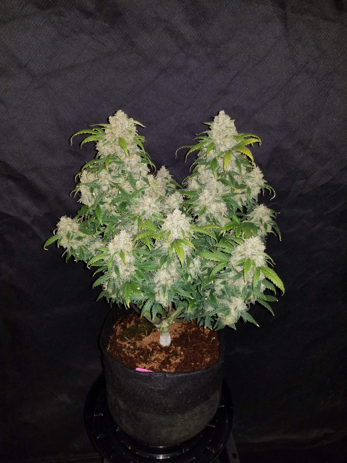 Auto Zkittlez (Feminisiert) Fast Buds