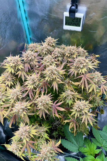 Lemon Mandarin Feminisiert Fast Buds