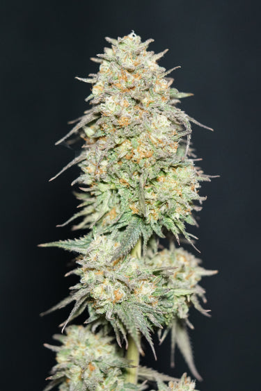 Lemonpaya Feminisiert Fast Buds