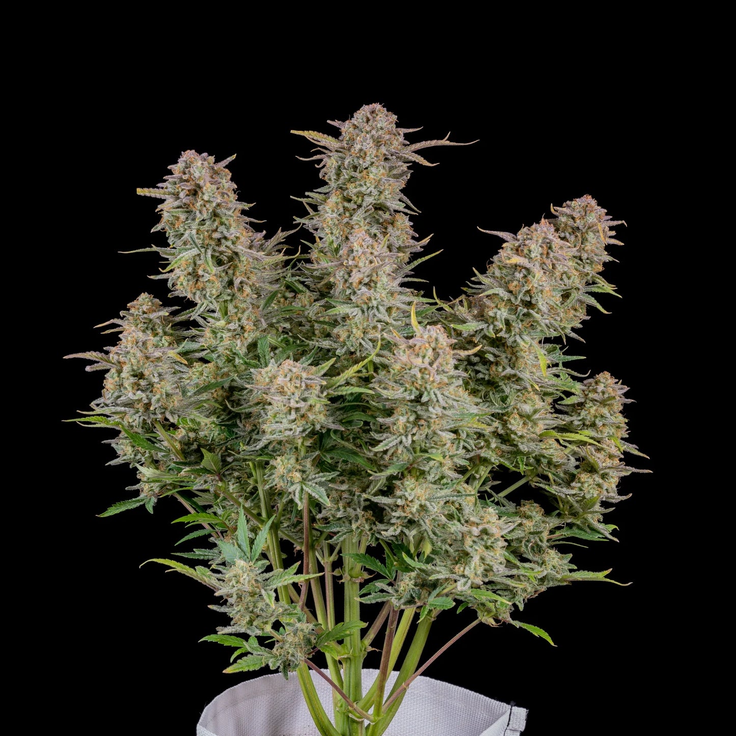 Auto Bruce Banner (Feminisiert) Fast Buds