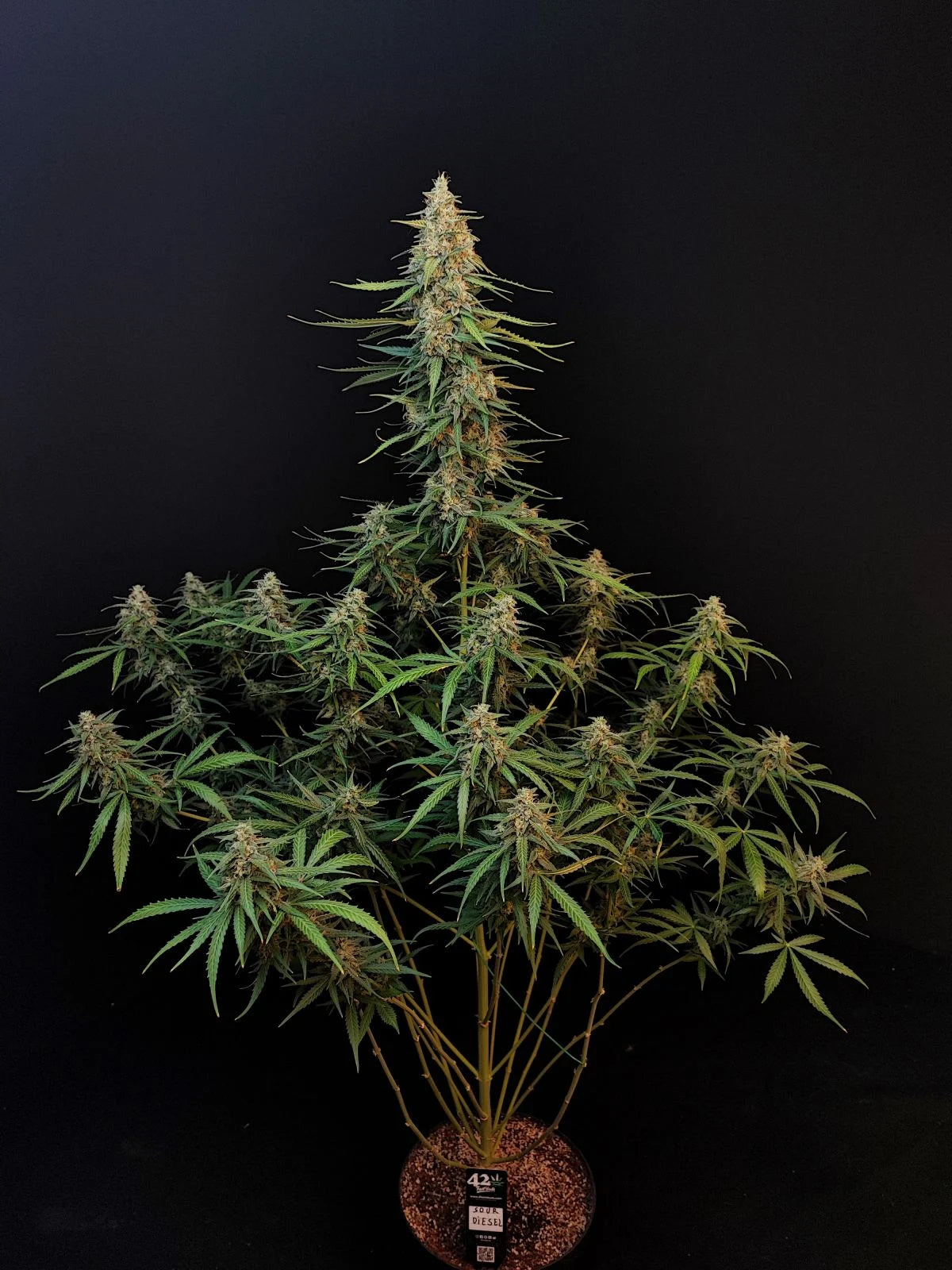 Auto Original Sour Diesel (Feminisiert) Fast Buds