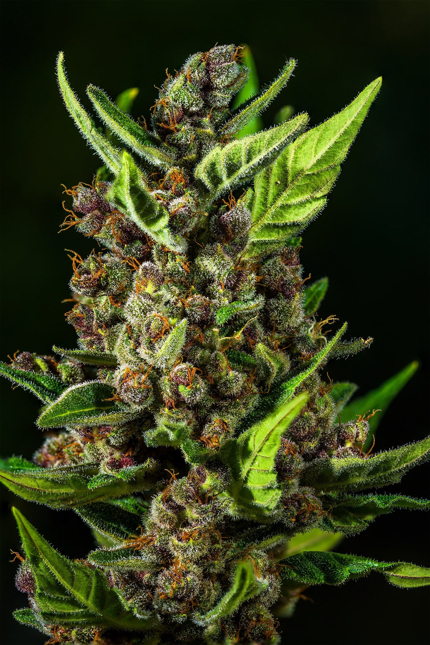 Auto Tropicana Cookies (Feminisiert) Fast Buds