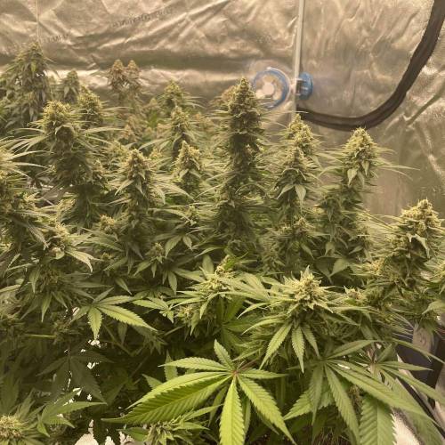 Auto Godfather OG (Feminisiert) Bubbatz Seeds