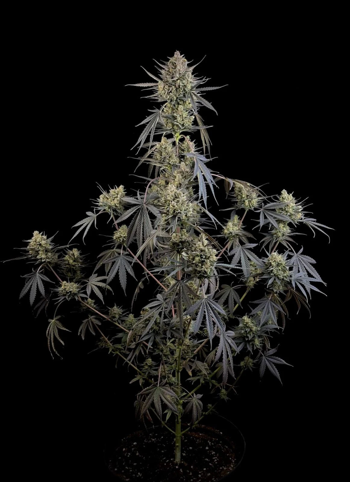 Auto Pound Cake™ (Feminisiert) Fast Buds