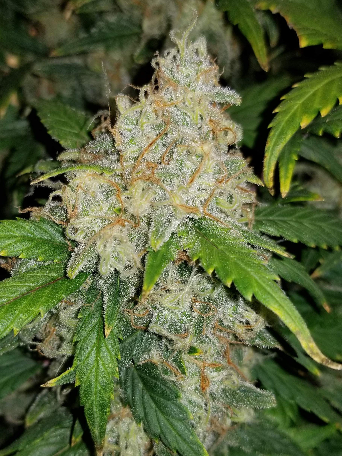 Auto Zkittlez (Feminisiert) Fast Buds