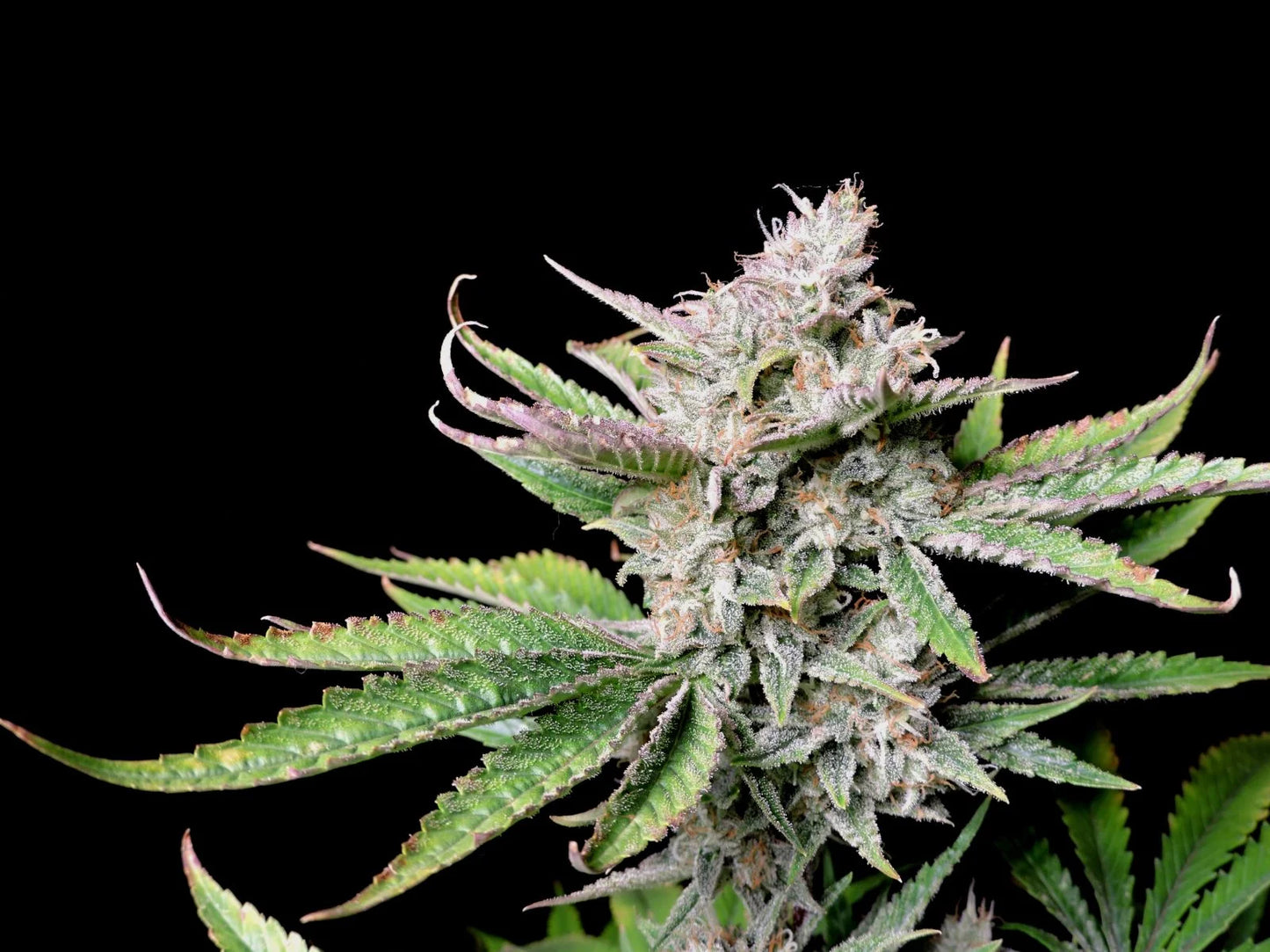 Auto Cherry Cola (Feminisiert) Fast Buds