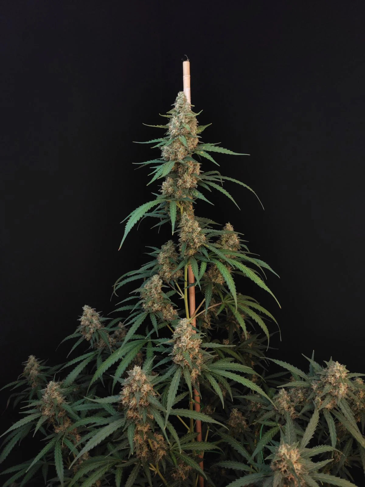 Auto Original Cheese (Feminisiert) Fast Buds