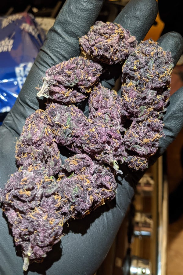 Auto Blackberry (Feminisiert) Fast Buds