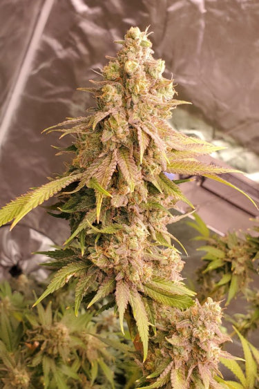 Lemon Mandarin Feminisiert Fast Buds