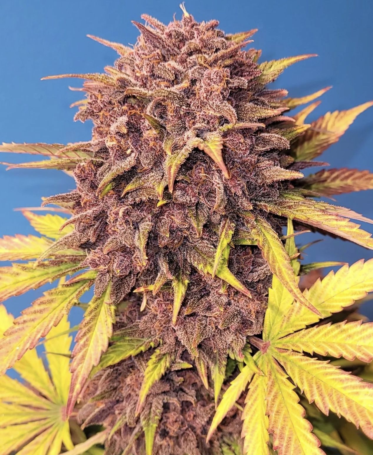 Auto Purple Lemonade (Feminisiert) Fast Buds