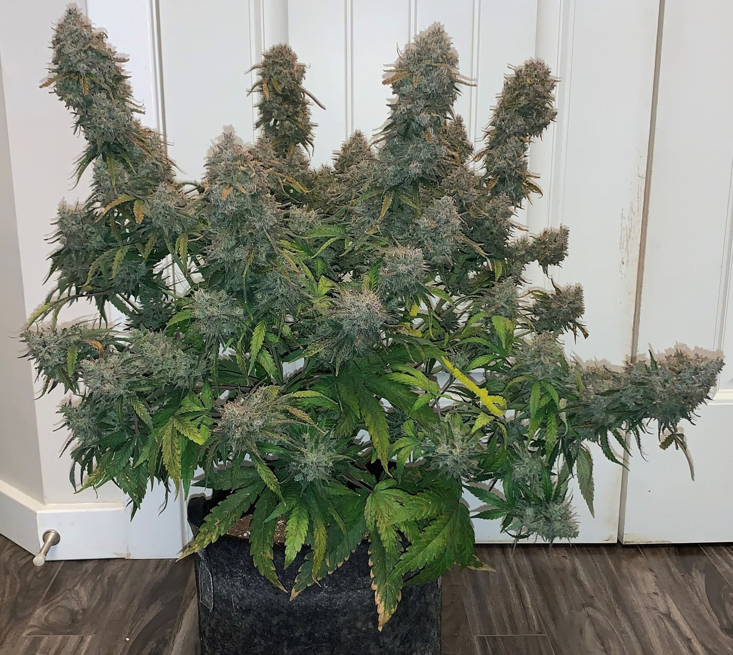 Auto Smoothie (Feminisiert) Fast Buds