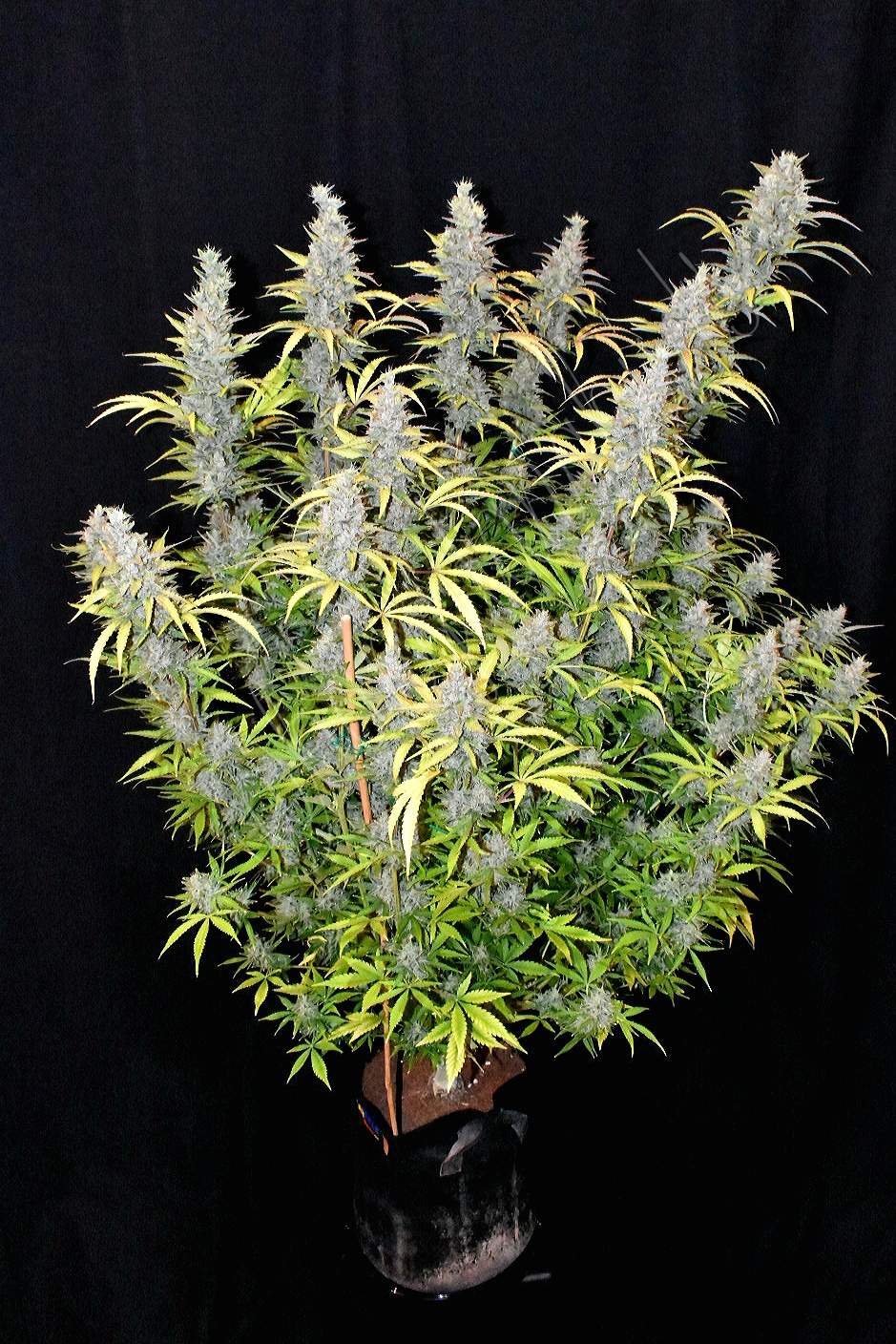 Auto G14 (Feminisiert) Fast Buds