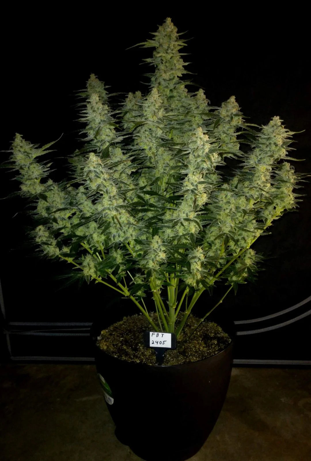Auto Papaya Cookies™ (Feminisiert) Fast Buds