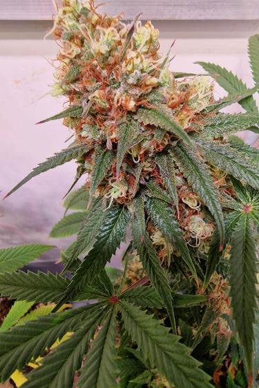 Lemonpaya Feminisiert Fast Buds