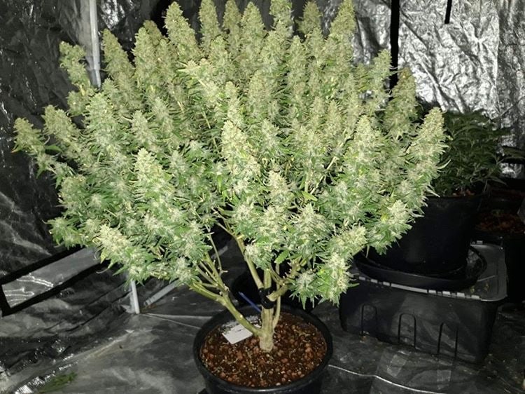 Auto Girl Scout Cookies (Feminisiert) Fast Buds