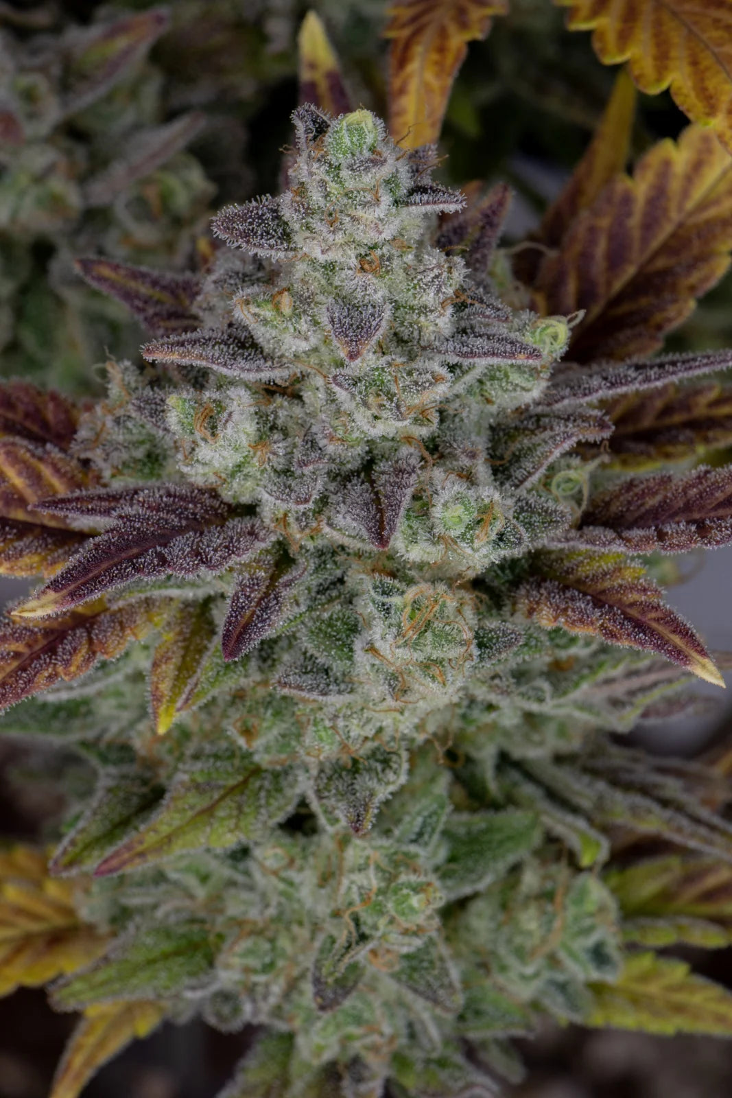 Auto Gorilla Cookies (Feminisiert) Fast Buds
