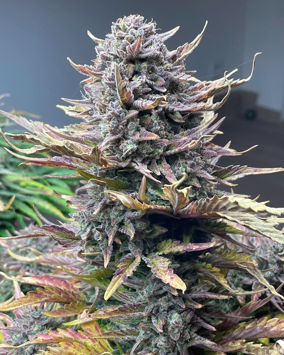 Auto Gorilla Cookies (Feminisiert) Fast Buds