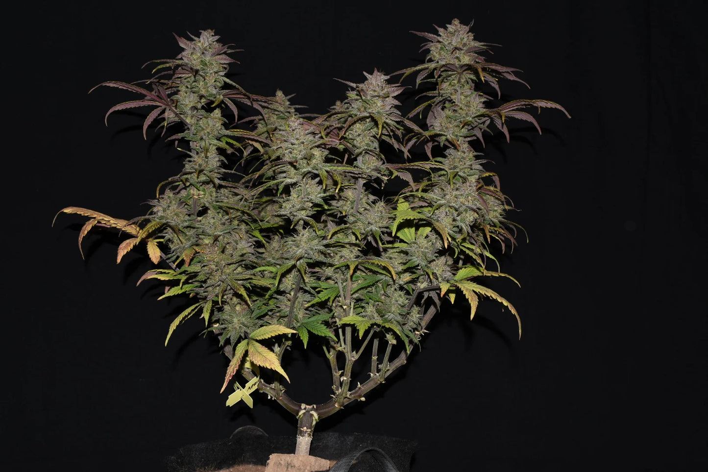 Auto Smoothie (Feminisiert) Fast Buds