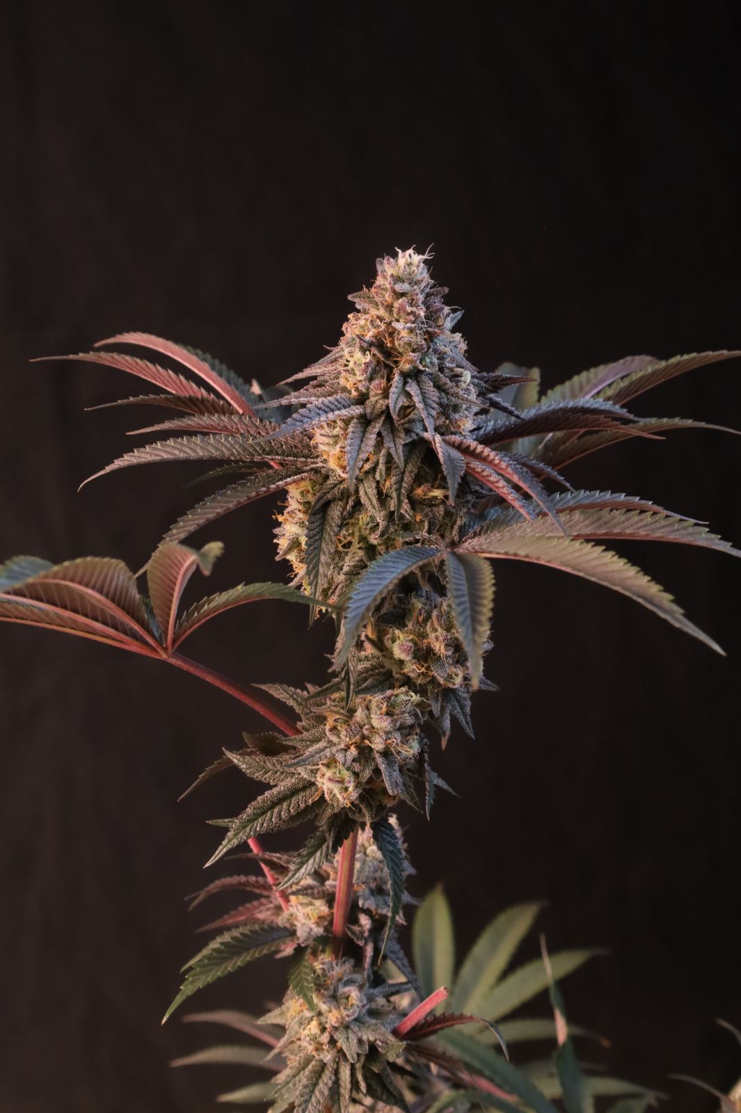 Lemon Cherry Runtz Feminisiert Fast Buds
