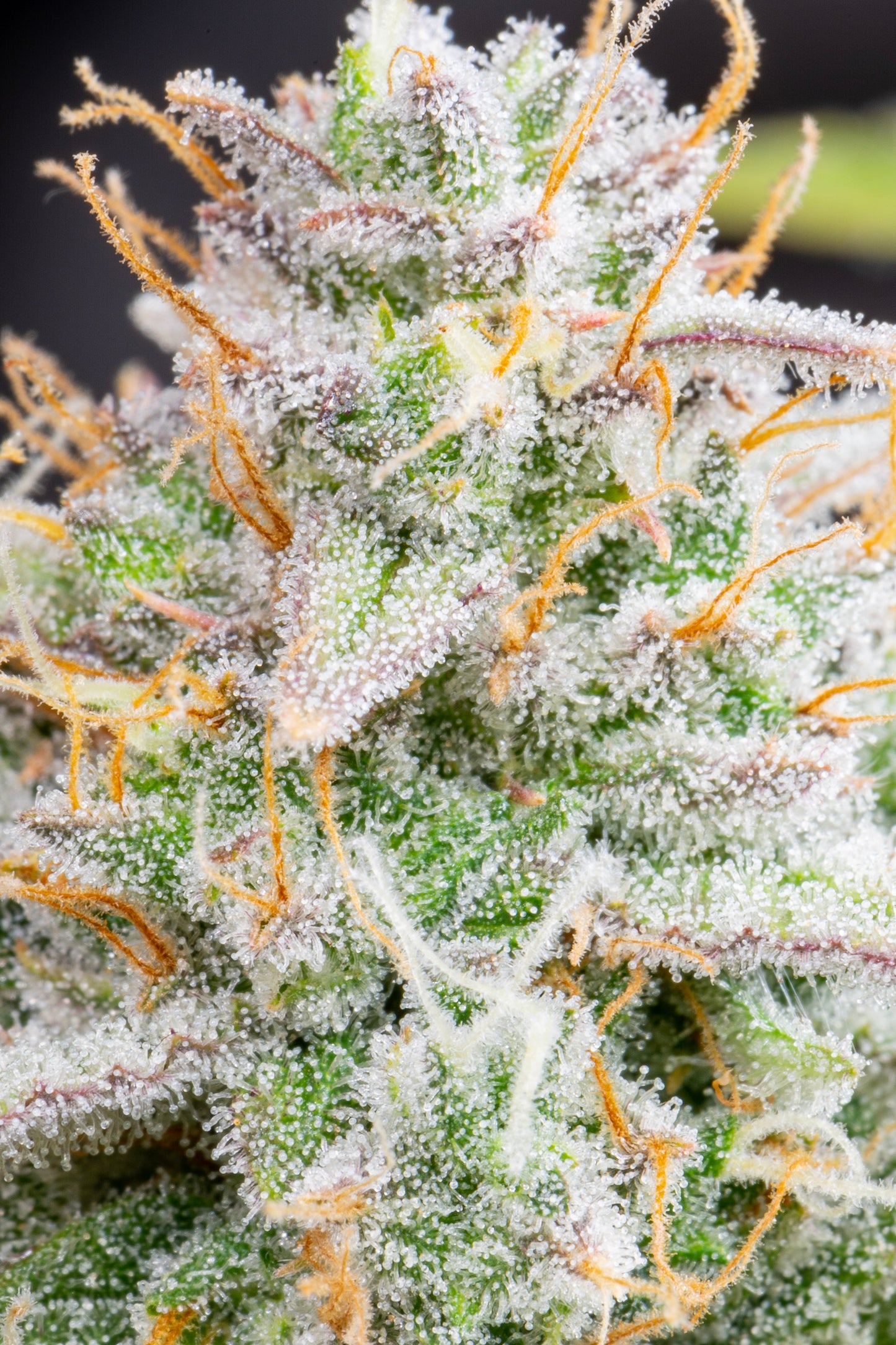Auto Wedding Cheesecake (Feminisiert) Fast Buds