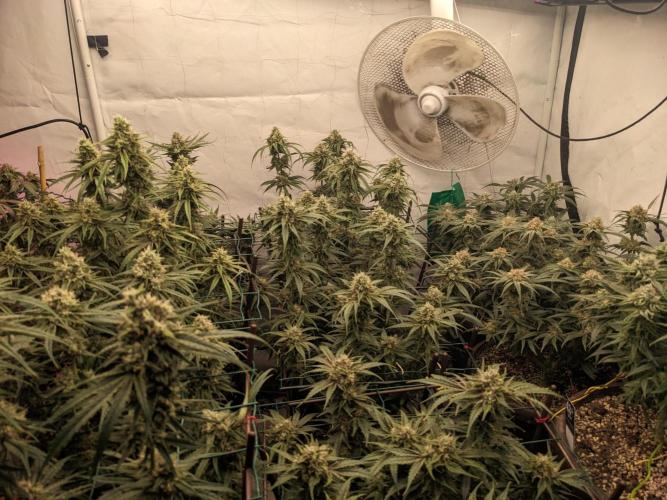 Zombie Kush Feminisiert Ripper Seeds
