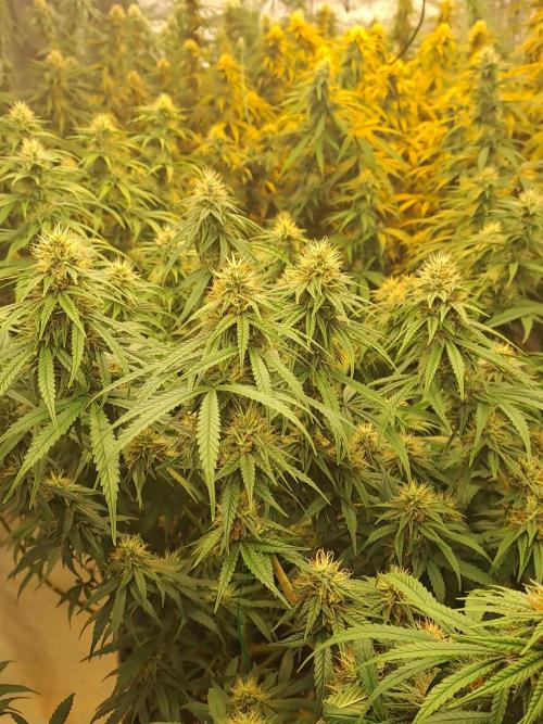 Ripper Haze Feminisiert Ripper Seeds